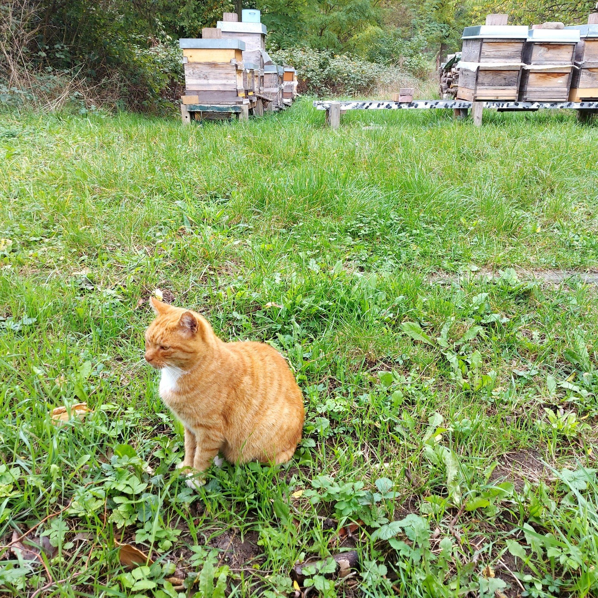 Rote Katze vor einem Bienenstand der Natur-Imkerei Magers aus Bietigheim in der Nähe von Karlsruhe