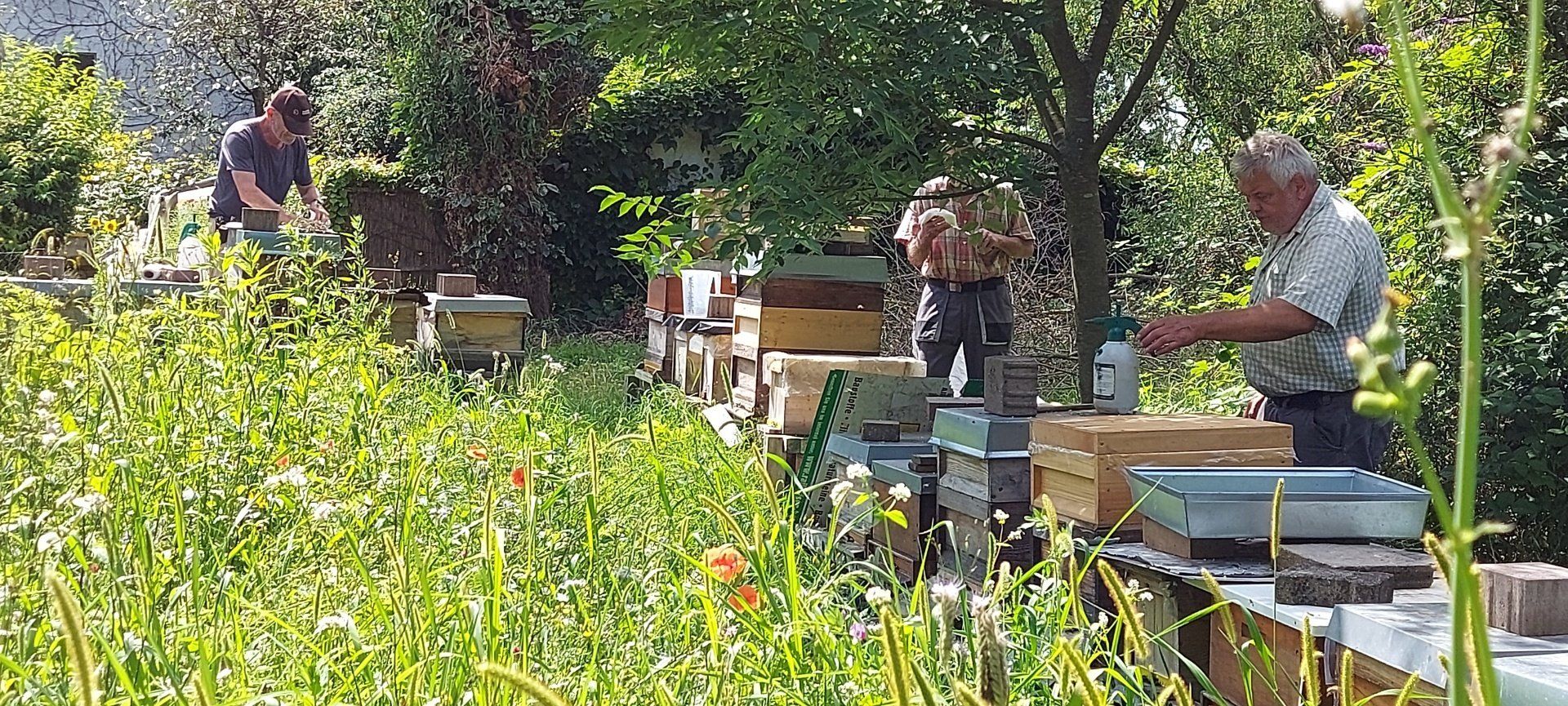 Die Imkergemeinschaft Magers, Eisen und Fütterer aus Bietigheim/Baden bei der Kontrolle ihrer sanftmütigen Bienenvölker