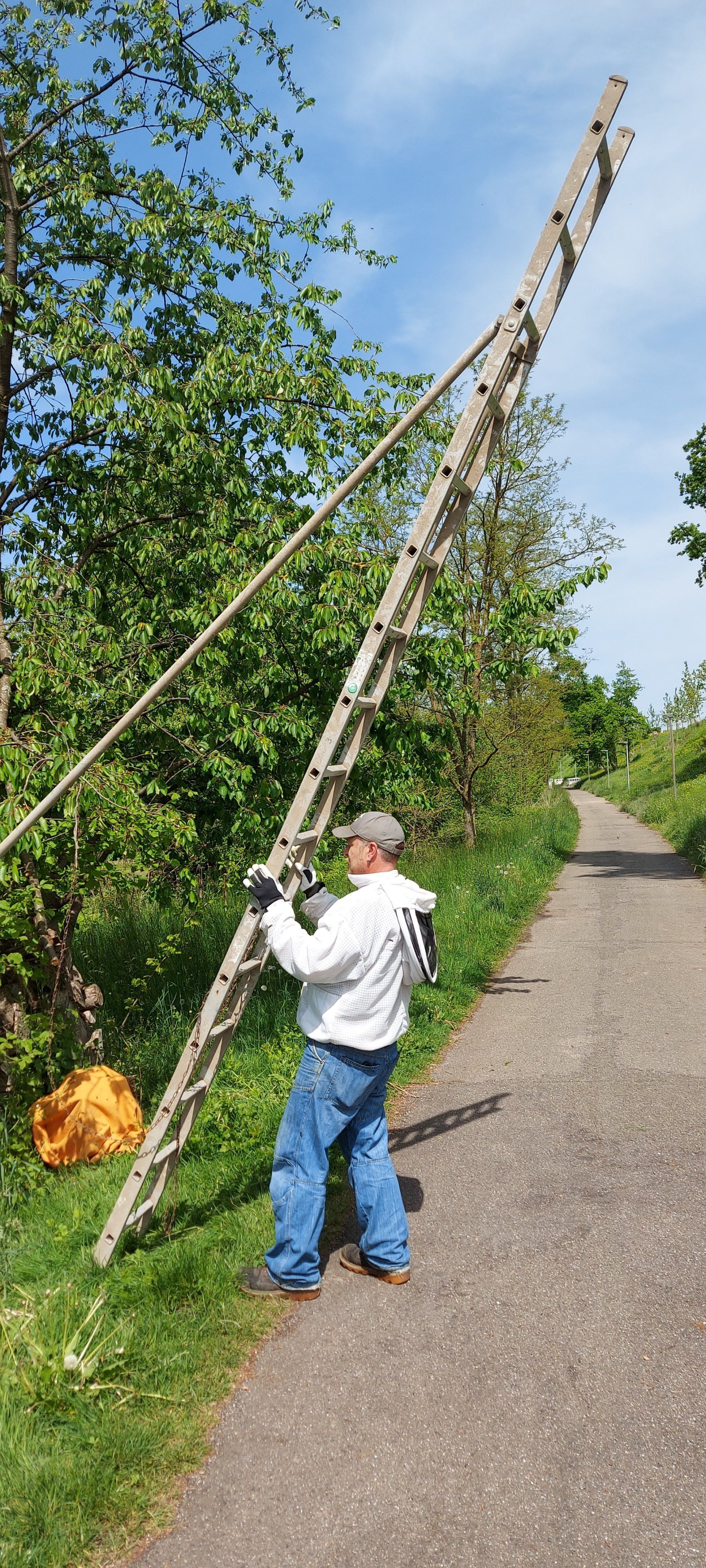 Imker Markus Hespeler hält eine hohe Leiter beim Fangen eines Bienenschwarms in Bietigheim/Baden bei Karlsruhe