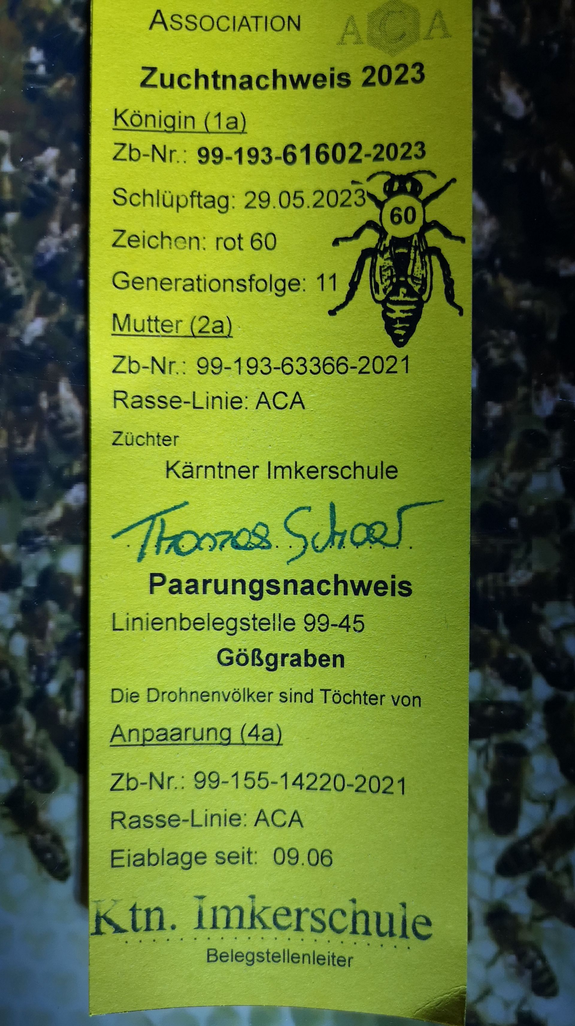 Bienen-Ableger kaufen in Baden-Württemberg 2024 von Natur-Imkerei Magers, Raum Rastatt/Karlsruhe: Zuchtnachweis für Bienenkönigin von 2023