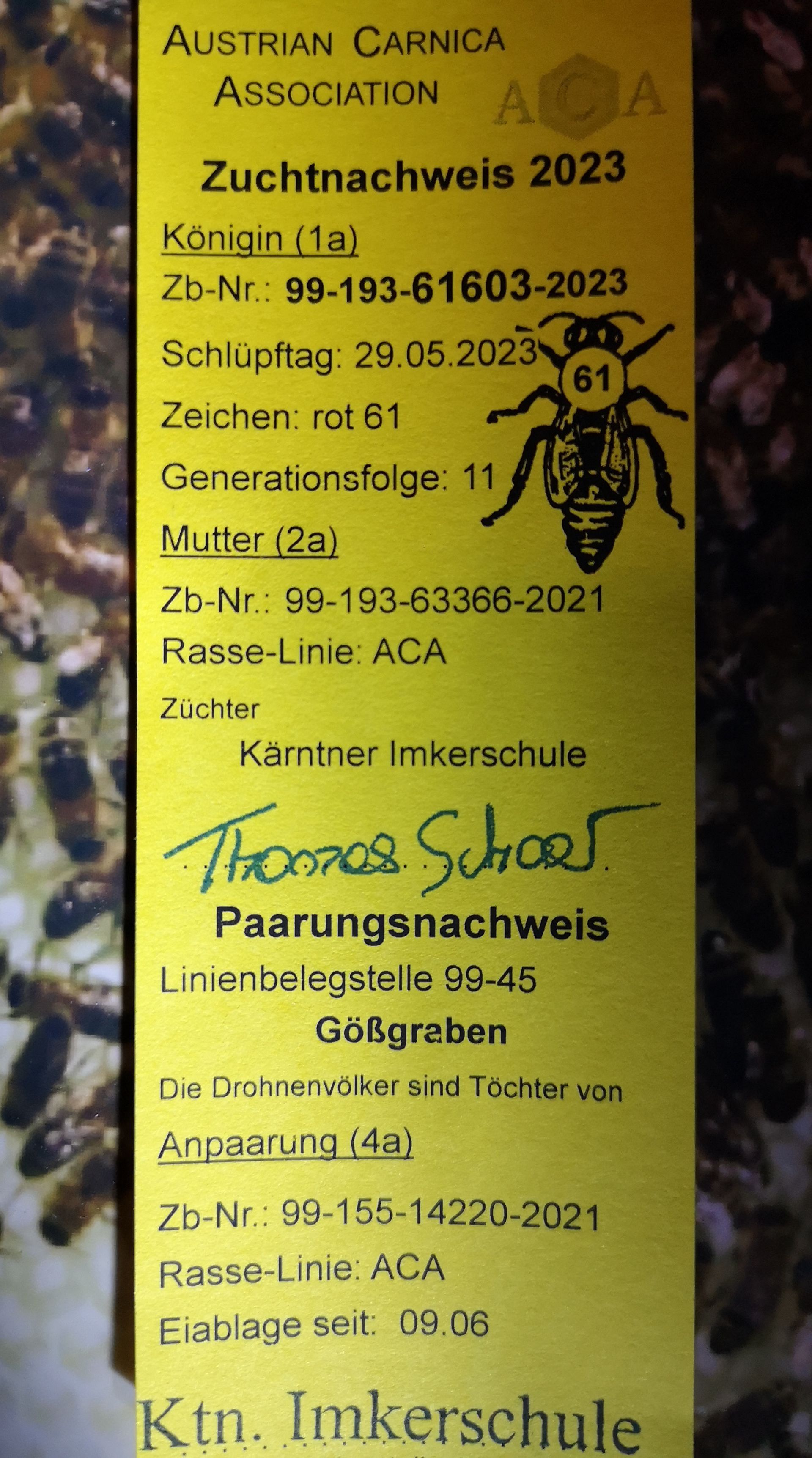 Bienen-Ableger kaufen in Baden-Württemberg 2024 von Natur-Imkerei Magers, Raum Rastatt/Karlsruhe: weiterer Zuchtnachweis für Bienenkönigin von 2023