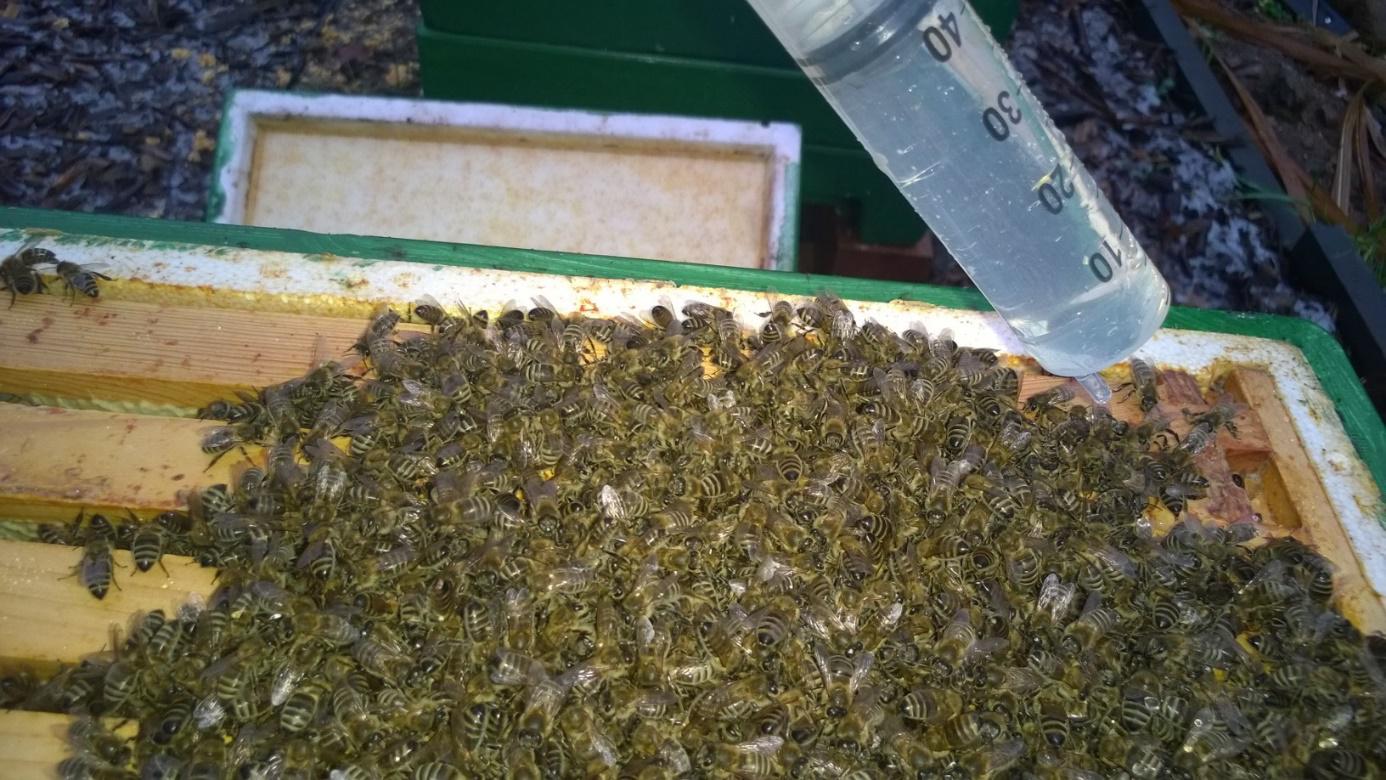 Bienen-Oxalsäure-Behandlung-Natur-Imkerei-Magers-Karlsruhe-Rastatt-Bietigheim
