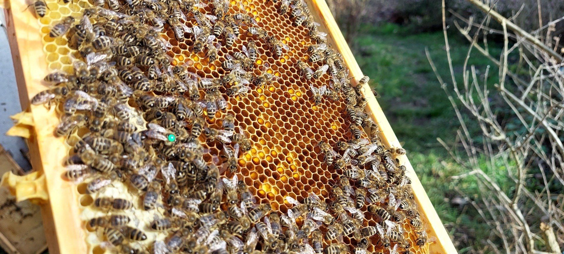 Ableger kaufen in Baden-Württemberg: Bienenvolk mit grün markierter Königin auf einer Wabe in Bietigheim/Baden bei der Natur-Imkerei Magers