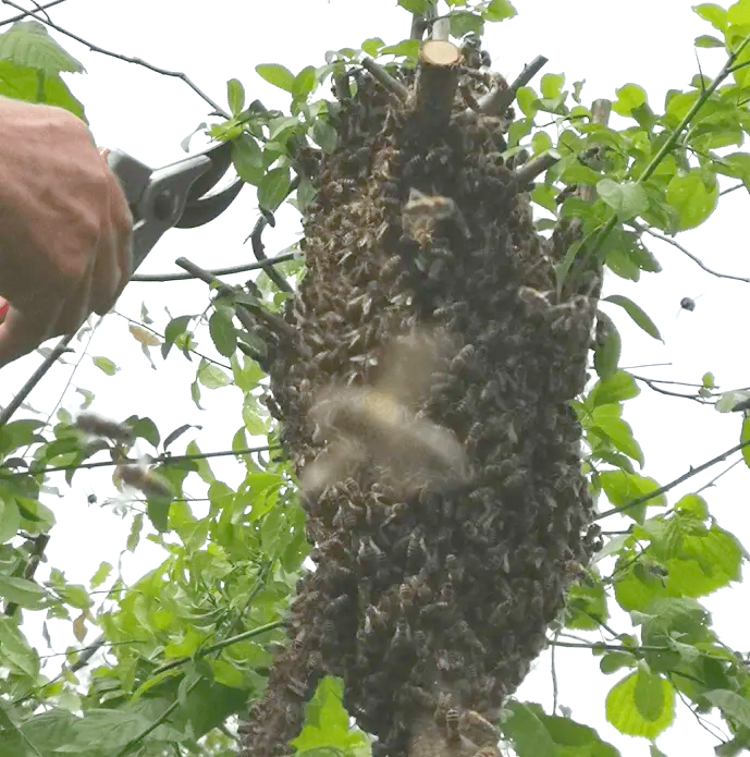 Bienen-Schwarm-einfangen-Traube-freischneiden