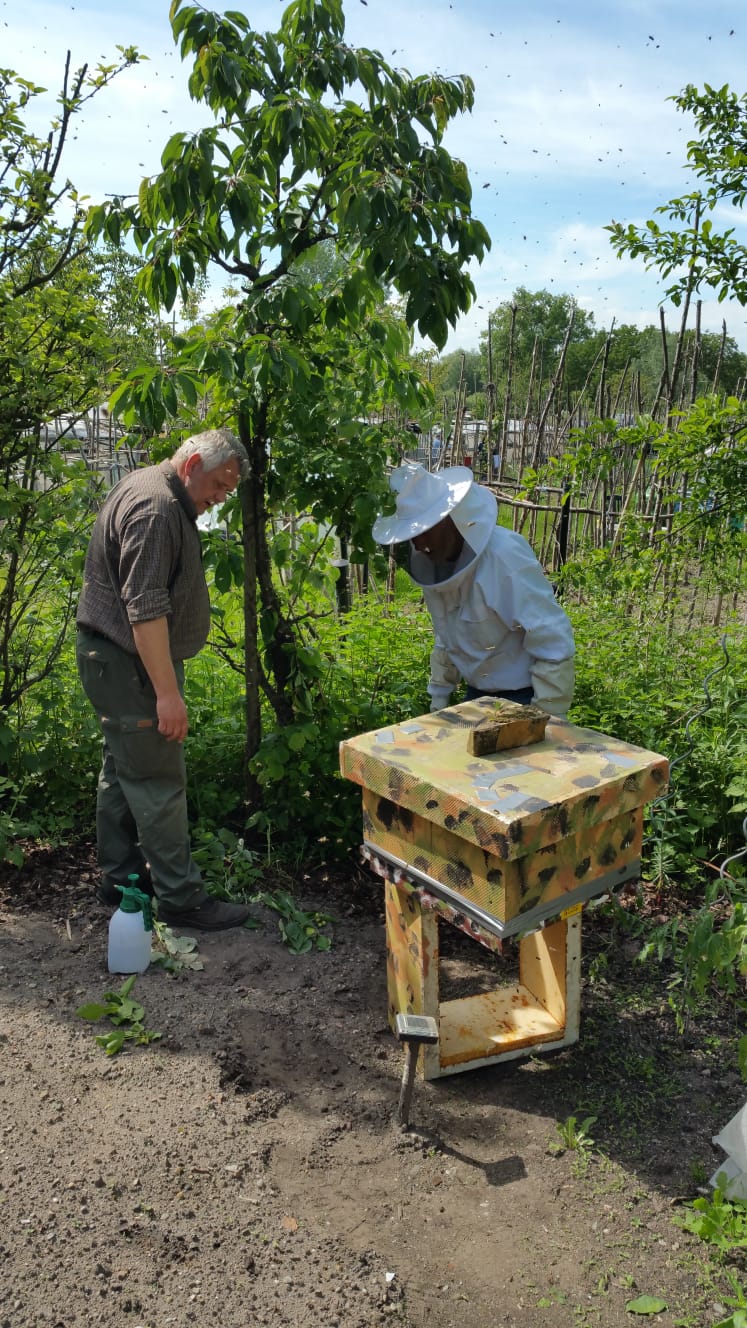 Imker fangen einen Bienenschwarm ein: Natur-Imkerei Magers in Bietigheim/Baden