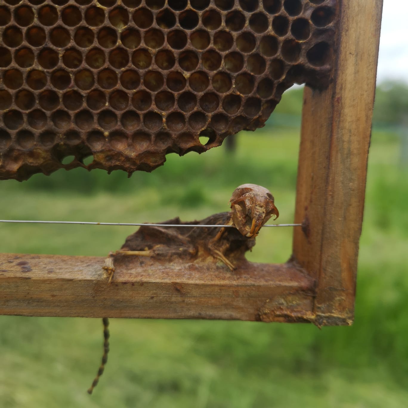 Mumifizierte Maus im Bienenstock auf einer Wabe