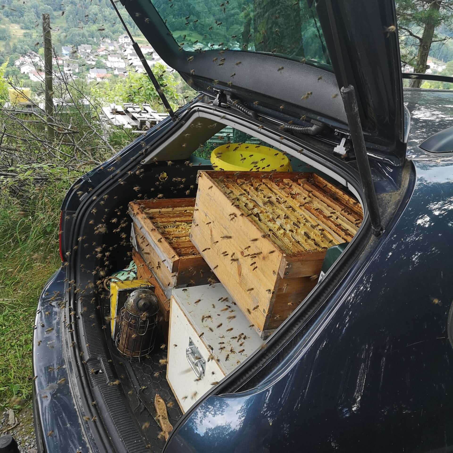Natur-Imkerei Magers in Bietigheim/Baden, Raum Rastatt/Karlsruhe: Kofferraum voller Bienen