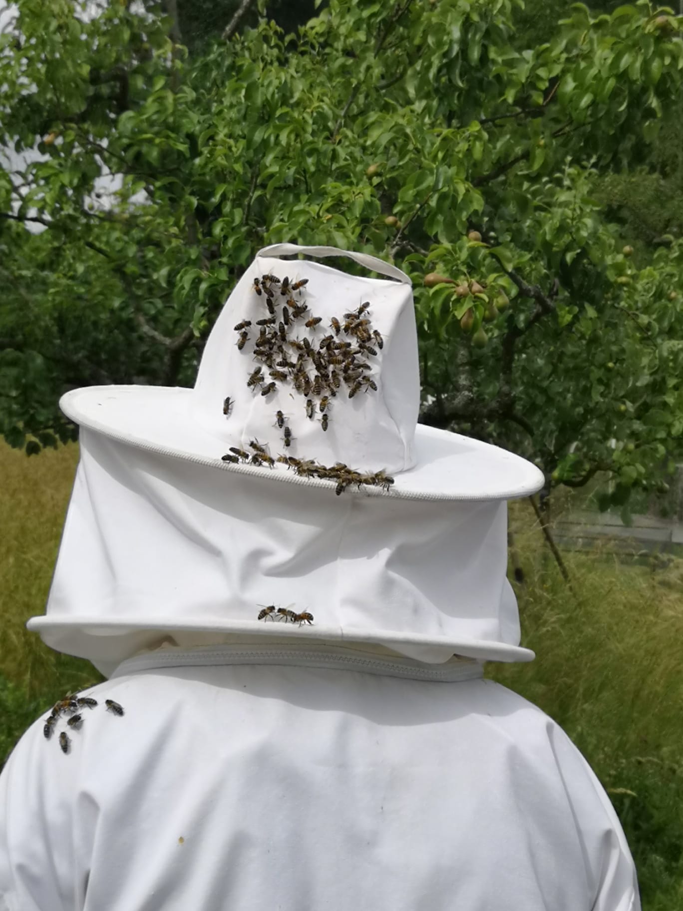 Bienen am Hinterkopf auf einem Imker mit Schutzanzug