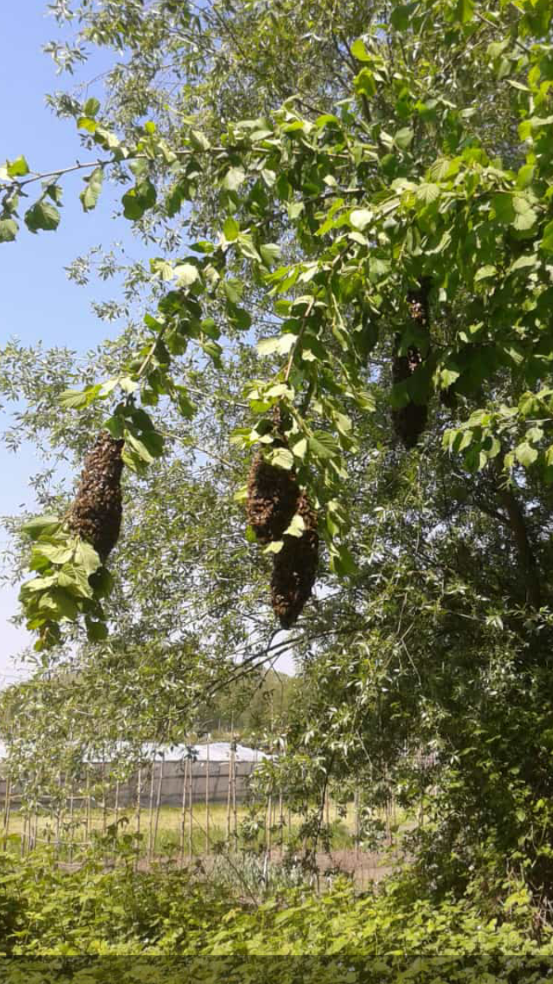 Ein Bienenschwarm als Trauben im Baum, in Bietigheim/Baden bei der Natur-Imkerei Magers