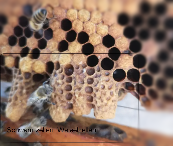 Bienen-Schwarmzellen-Weiselzellen-an-Wabe-mit-Bienen-Imkerei-Magers-Baden