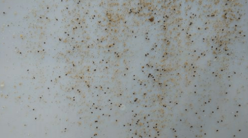 Herabgefallene-Varroamilben-auf-Varroaschieber-Natur-Imkerei-Magers-Baden