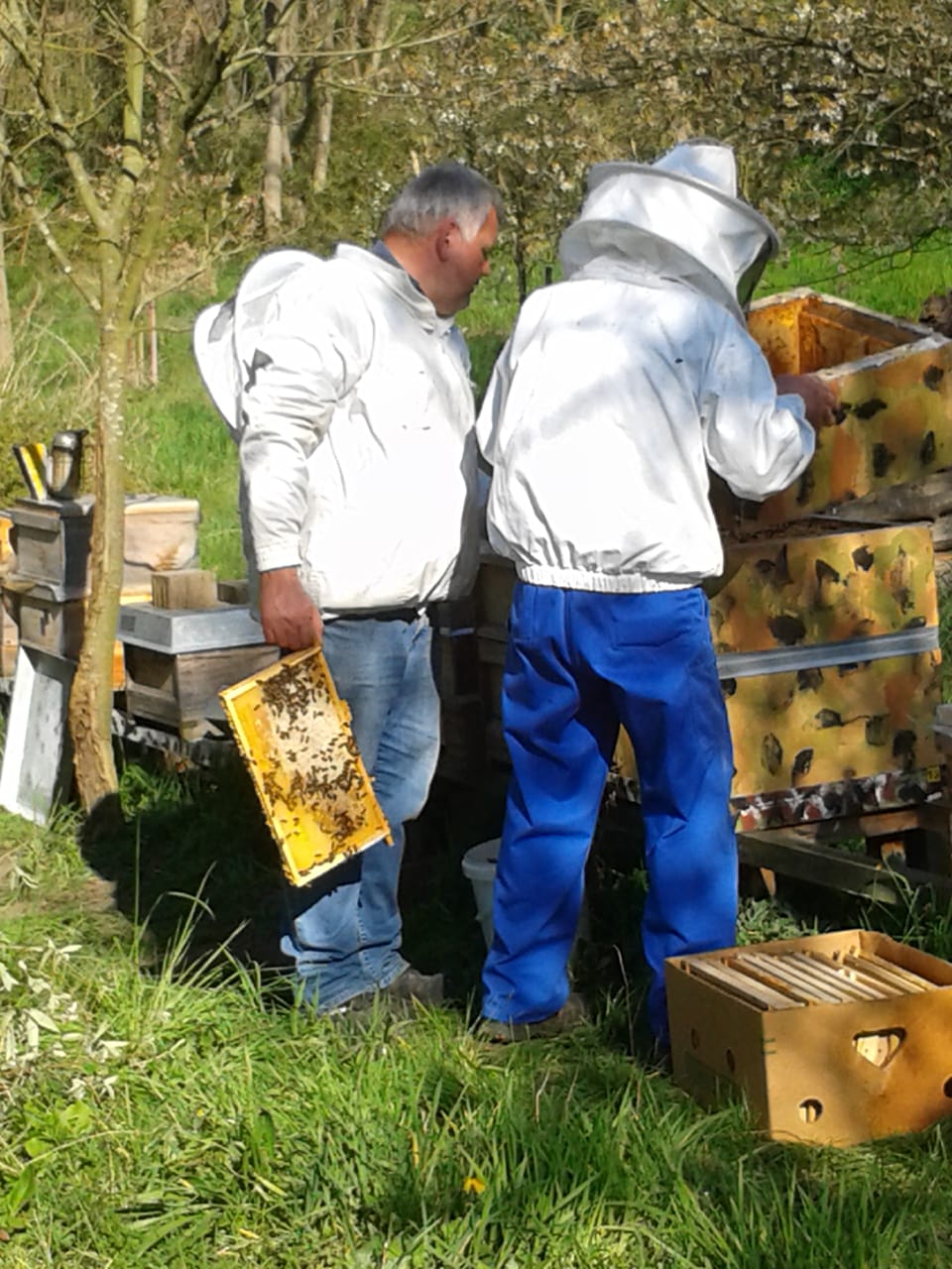 Bienen durchsehen und kontrollieren: Die beiden Imker Magers und Eisen beim Arbeiten an Bienenvölkern, mit einer Wabe in der Hand