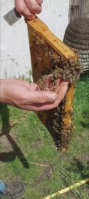 Sanftmütige Bienen der Natur-Imkerei Magers aus Baden sitzen auf der Hand des Imkers, während er die Wabe hält