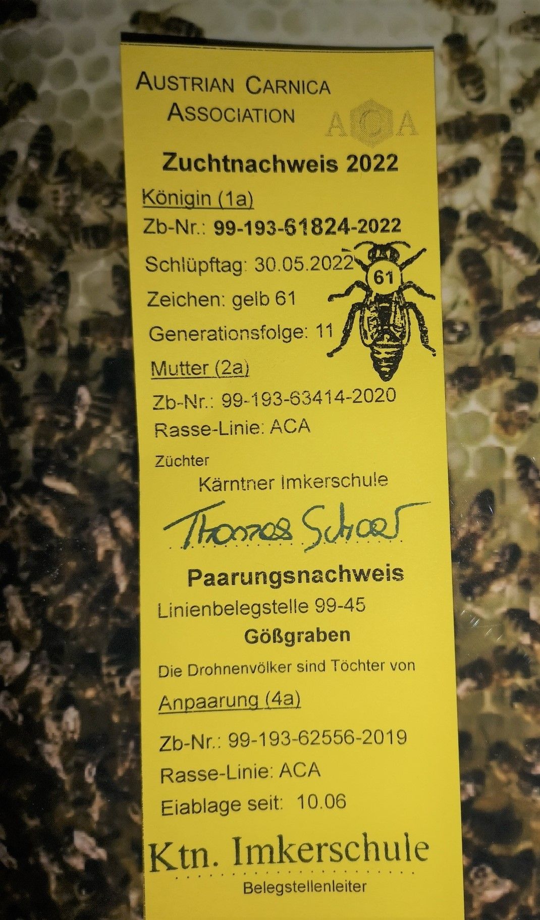 Bienen-Ableger bestellen in Baden-Württemberg 2023 von Natur-Imkerei Magers, Raum Rastatt/Karlsruhe: weiterer Zuchtnachweis für Bienenkönigin von 2022