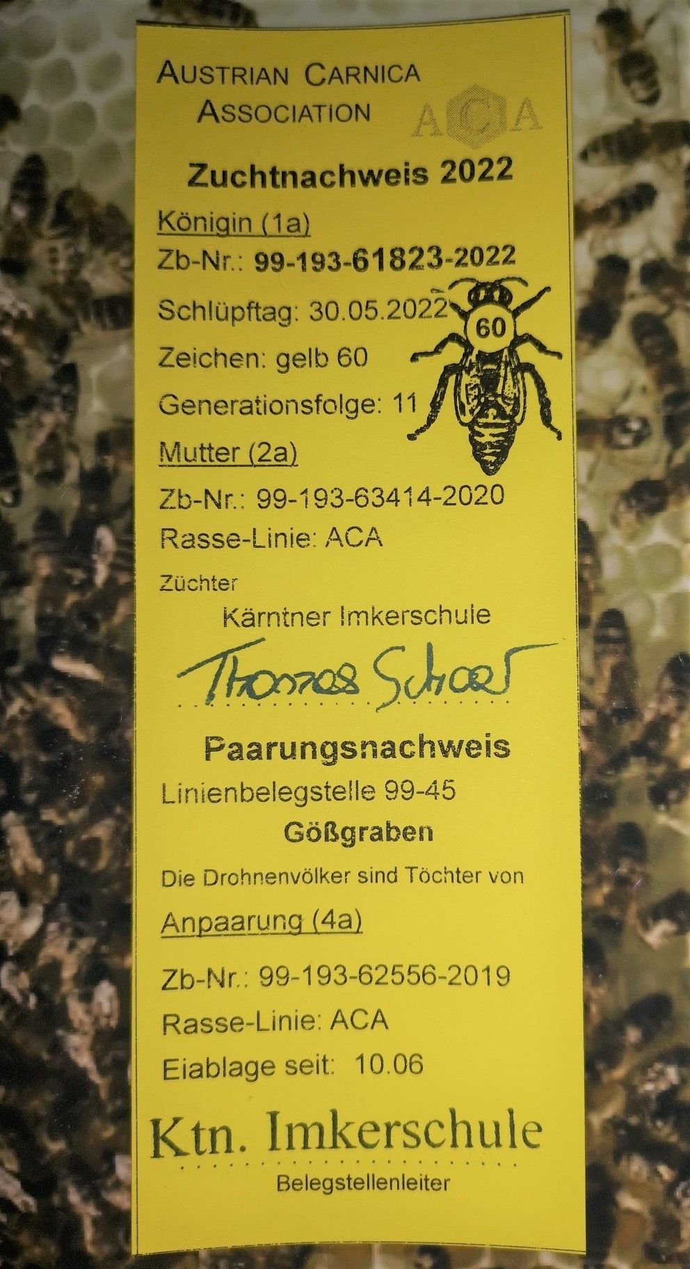 Bienen-Ableger kaufen in Baden-Württemberg 2023 von Natur-Imkerei Magers, Raum Rastatt/Karlsruhe: Zuchtnachweis für Bienenkönigin von 2022