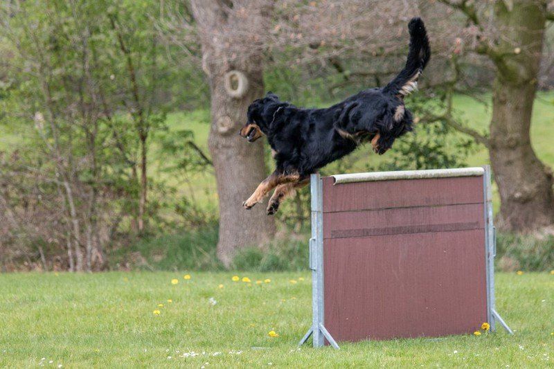 Bringen über die 1 m Hürde, Hinsprung