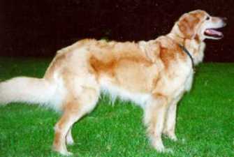 Chorna mit Leib und Seele Rettungshund