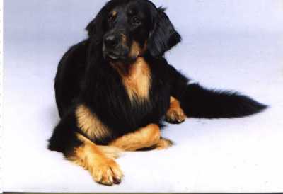 Hero von der Wolfser Höhe