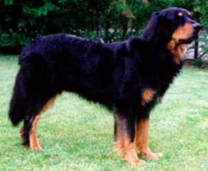 Orpheus vom Klosterhof