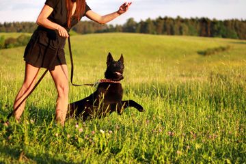 schwarzer Hund mit Frau im Sommer