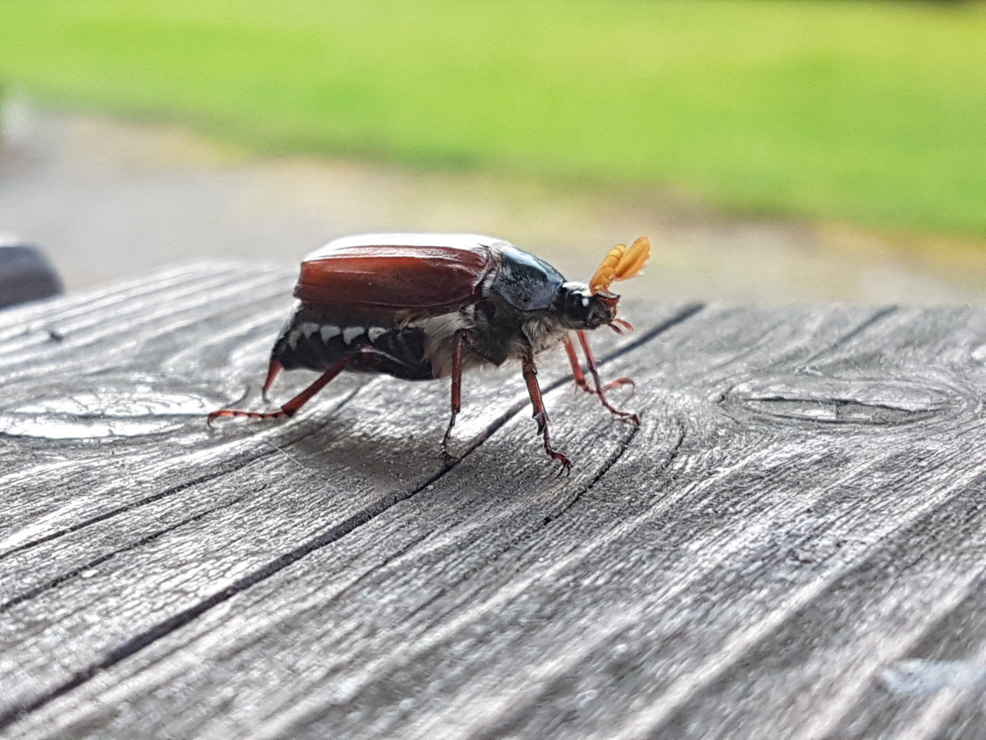 Maikäfer - Freund des Rutengänger