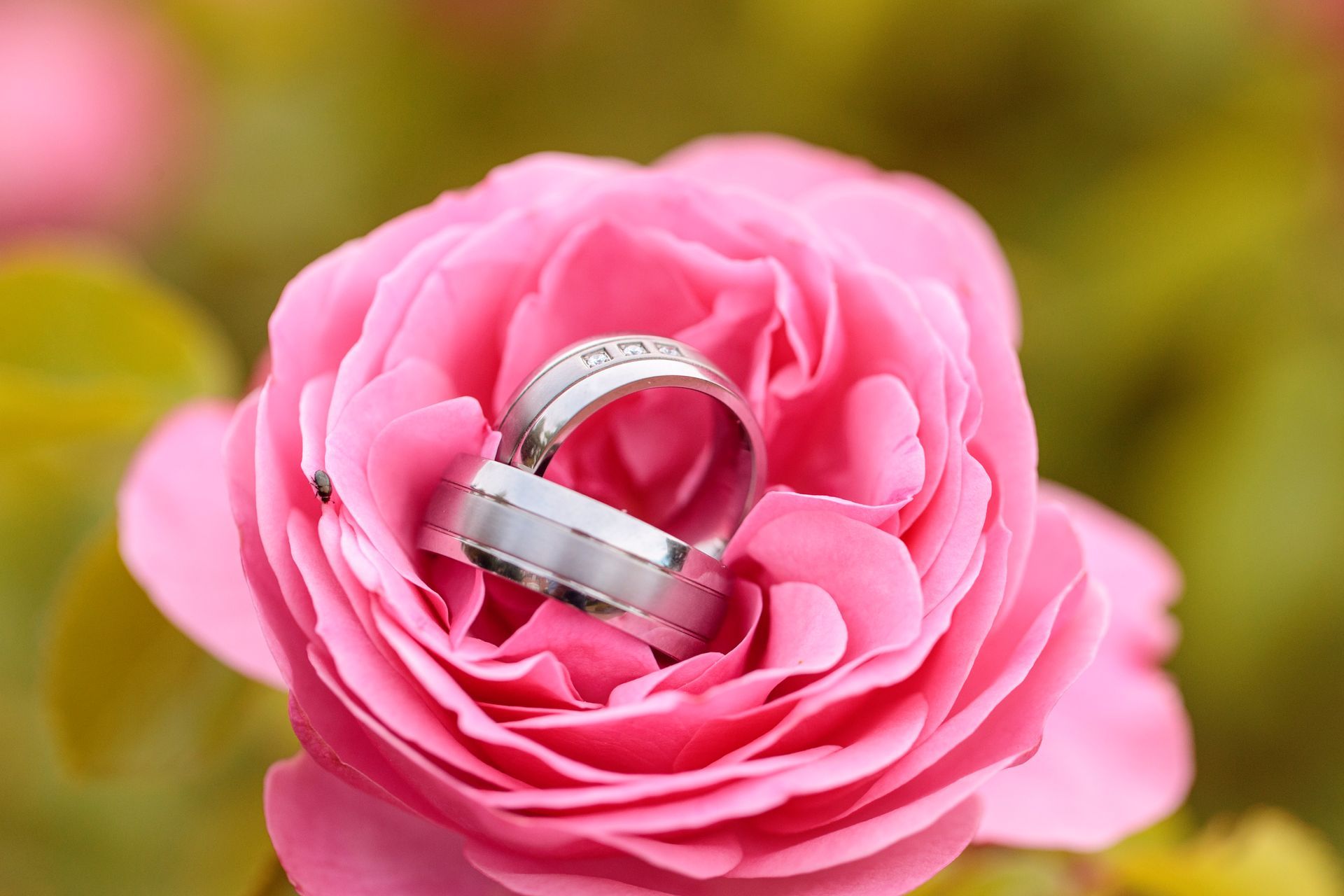 Wertschätzung und Achtsamkeit grünlicher Hintergrund mit einer rosa Rose. In der Mitte liegen zwei Ringe mit verwoben. Ein Synonym für gegenseitiges Vertrauen.