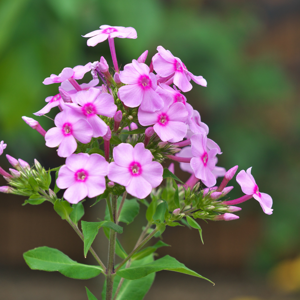Rosa blühender Phlox im Frühling als Symbol für den Pink Moon Vollmond im April zur Inspiration