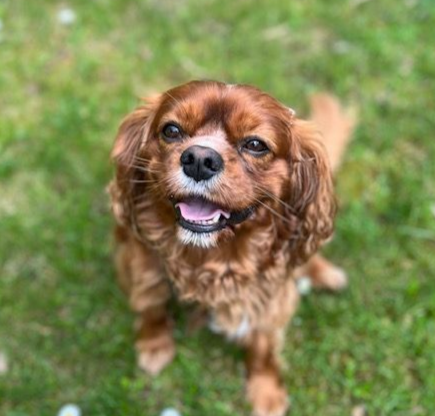 Praxis-Hund – klein & freundlich