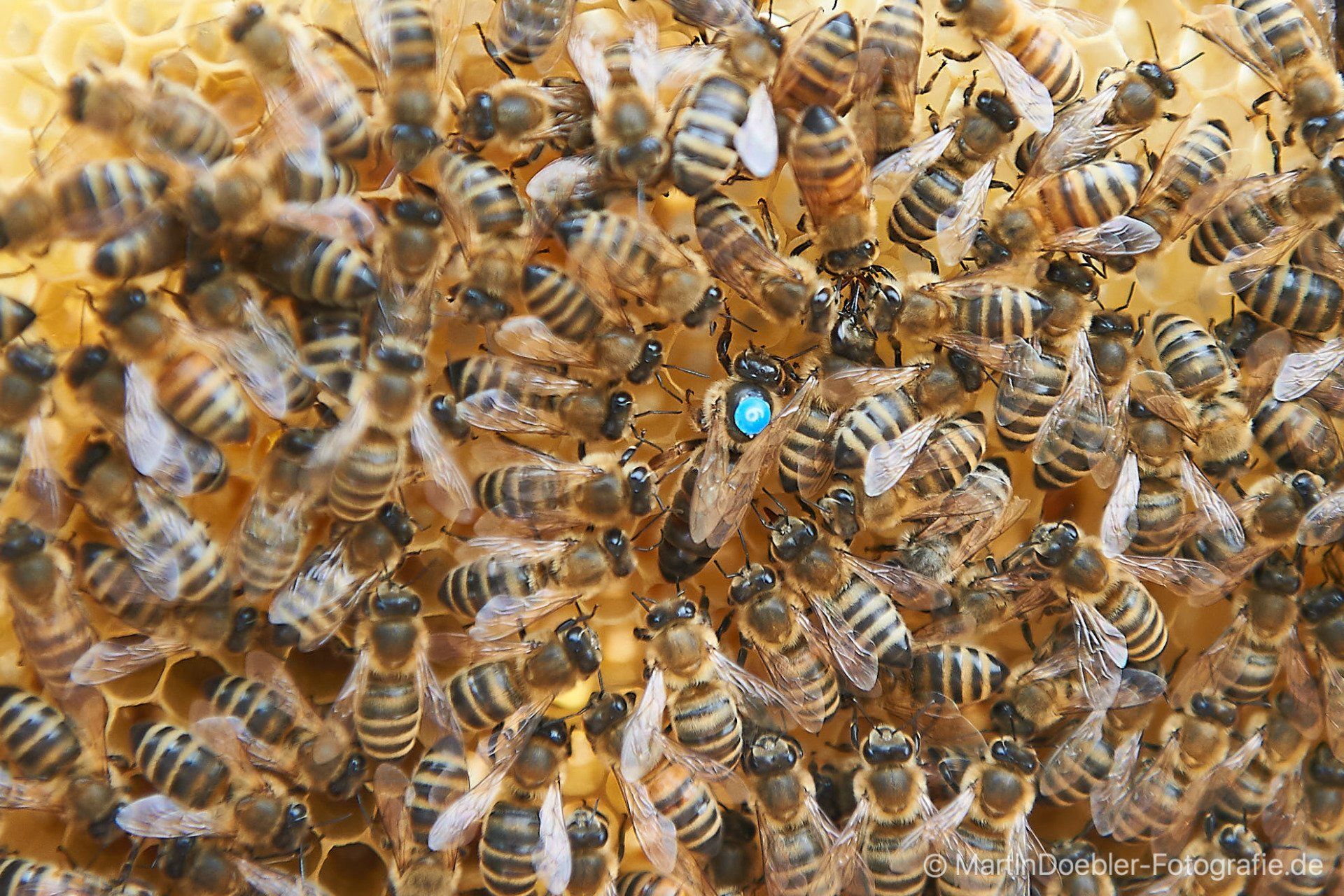 Vom blauen Krönchen und von Neugier und Leichtsinn - Eine Lektion der Bienen