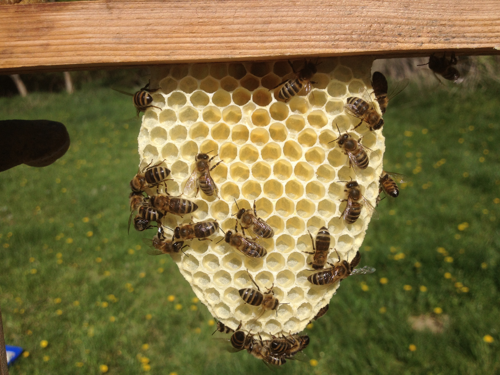 Hapbee World Bee Day 2020