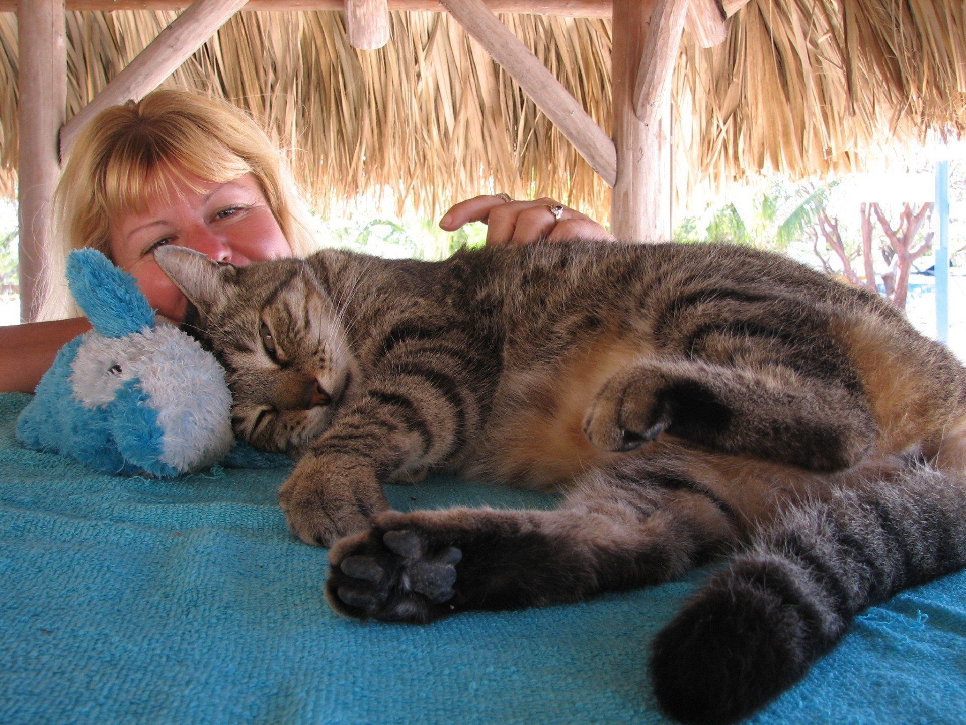 Conduites Agressives Inter-spécifiques Agressions_01