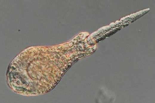 Parasites Internes Parasites Internes