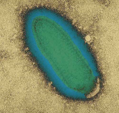 Virus de la Rage Virus de la Rage