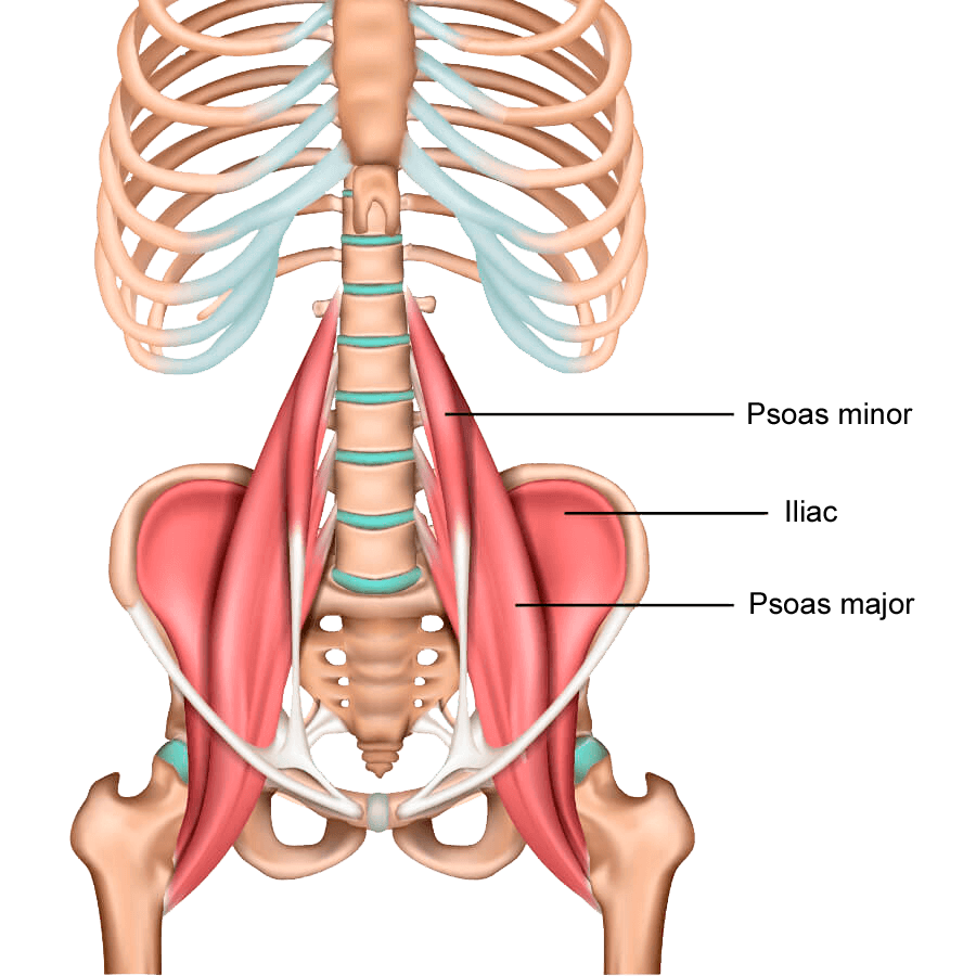 Image of the different muscles of the pelvis, psoas minor and psoas major.
