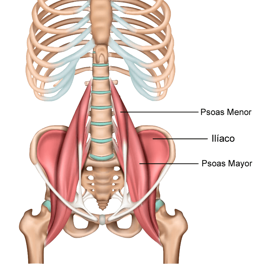 Imagen de los diferentes músculos de la pelvis, psoas menor y psoas mayor.