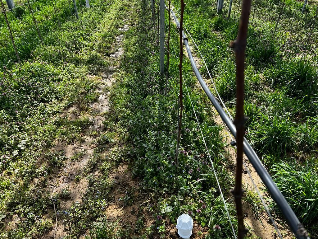 Äpfel, Akzeptanz, Anlagendesign, aufgeständerte Unterkonstruktion, Bewirtschaf-tung, Direktvermarktung, doppelte Landnutzung, Dürreschäden, Eigenstromver-brauch, Energiewende, Ertragsprognose, Flächendruck, Flächeneffizienz, Folienüber-dachung, Frostschäden, Genehmigungsprozesse, Hagelschäden, Hagelschutznetze, intensive Ackerkulturen, Klimawandel, Landschaftsästhetik, Landschaftsattraktivität, Landschaftsschutz, landwirtschaftliche Hauptnutzung, Lichtverfügbarkeit, Marktfähig-keit, Naturschutz, Fotosynthese, Pilotanlagen, privilegierte Vorhaben, ressourceneffi-ziente Landnutzung, Semitransparent, Sonnenbrand, Starkregen, Strombörse, Syner-getische Integration, Tracker, Wassermanagement, Wasserverfügbarkeit, zusätzliche Solarstromproduktion, zusätzliches Einkommen, EEG-Förderung, Ertragssteigerungen, Beeren, Wein, Gemüse, Modulbreite, Bilanzkreis, Ackerkulturen, Gesamtproduktivität, anzulegender Wert, dienende Funktion, Netzbetreiber, Ernteausfälle, zusätzliche Ein-kommensquelle, Reihenabstand, gartenbauliche, Kulturen, Sonderkulturen, lichte Hö-he, überragendes öffentliches, Interesse, Rammung, Erzeugungsprognose, Über-schusseinspeisung, Marktpreis, Neigungswinkel, Wechselrichter, Fernsteuerbarkeit, Bodenversiegelung, fixe Einspeisevergütung, Marktprämie, Flächendruck, PV, Photo-voltaik, Solar, PV-Anlage, Photovoltaik-Anlage, Photovoltaik Anlage, AgriPV, AgriPV, Agrar-PV, Agrar-PV, Agrar-Photovoltaik, Agrar Photovoltaik, Module, Unterkonstrukti-on, Landwirtschaft, Land, grün, Bauern, Obstanbau, Obst, Energie, erneuerbare Ener-gie, PV, Carports, Tracker, geführt, statisch, Deutschland, PV-Firma, PV Firma, Agrar, Pflanzenkultur, Himbeere, Wein, Obst, Apfel