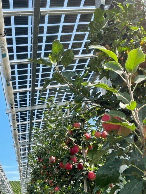 Äpfel, Akzeptanz, Anlagendesign, aufgeständerte Unterkonstruktion, Bewirtschaf-tung, Direktvermarktung, doppelte Landnutzung, Dürreschäden, Eigenstromver-brauch, Energiewende, Ertragsprognose, Flächendruck, Flächeneffizienz, Folienüber-dachung, Frostschäden, Genehmigungsprozesse, Hagelschäden, Hagelschutznetze, intensive Ackerkulturen, Klimawandel, Landschaftsästhetik, Landschaftsattraktivität, Landschaftsschutz, landwirtschaftliche Hauptnutzung, Lichtverfügbarkeit, Marktfähig-keit, Naturschutz, Fotosynthese, Pilotanlagen, privilegierte Vorhaben, ressourceneffi-ziente Landnutzung, Semitransparent, Sonnenbrand, Starkregen, Strombörse, Syner-getische Integration, Tracker, Wassermanagement, Wasserverfügbarkeit, zusätzliche Solarstromproduktion, zusätzliches Einkommen, EEG-Förderung, Ertragssteigerungen, Beeren, Wein, Gemüse, Modulbreite, Bilanzkreis, Ackerkulturen, Gesamtproduktivität, anzulegender Wert, dienende Funktion, Netzbetreiber, Ernteausfälle, zusätzliche Ein-kommensquelle, Reihenabstand, gartenbauliche, Kulturen, Sonderkulturen, lichte Hö-he, überragendes öffentliches, Interesse, Rammung, Erzeugungsprognose, Über-schusseinspeisung, Marktpreis, Neigungswinkel, Wechselrichter, Fernsteuerbarkeit, Bodenversiegelung, fixe Einspeisevergütung, Marktprämie, Flächendruck, PV, Photo-voltaik, Solar, PV-Anlage, Photovoltaik-Anlage, Photovoltaik Anlage, AgriPV, AgriPV, Agrar-PV, Agrar-PV, Agrar-Photovoltaik, Agrar Photovoltaik, Module, Unterkonstrukti-on, Landwirtschaft, Land, grün, Bauern, Obstanbau, Obst, Energie, erneuerbare Ener-gie, PV, Carports, Tracker, geführt, statisch, Deutschland, PV-Firma, PV Firma, Agrar, Pflanzenkultur, Himbeere, Wein, Obst, Apfel