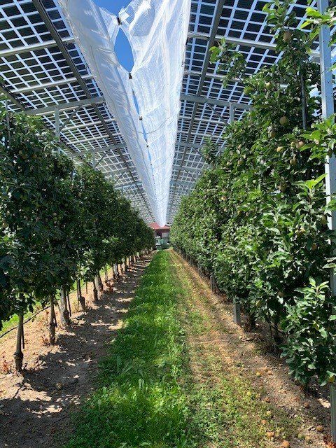 Äpfel, Akzeptanz, Anlagendesign, aufgeständerte Unterkonstruktion, Bewirtschaftung, Di-rektvermarktung, doppelte Landnutzung, Dürreschäden, Eigenstromverbrauch, Energie-wende, Ertragsprognose, Flächendruck, Flächeneffizienz, Folienüberdachung, Frostschä-den, Genehmigungsprozesse, Hagelschäden, Hagelschutznetze, intensive Ackerkulturen, Klimawandel, Landschaftsästhetik, Landschaftsattraktivität, Landschaftsschutz, landwirt-schaftliche Hauptnutzung, Lichtverfügbarkeit, Marktfähigkeit, Naturschutz, Fotosynthese, Pilotanlagen, privilegierte Vorhaben, ressourceneffiziente Landnutzung, Semitransparent, Sonnenbrand, Starkregen, Strombörse, Synergetische Integration, Tracker, Wasserma-nagement, Wasserverfügbarkeit, zusätzliche Solarstromproduktion, zusätzliches Einkom-men, EEG-Förderung, Ertragssteigerungen, Beeren, Wein, Gemüse, Modulbreite, Bilanz-kreis, Ackerkulturen, Gesamtproduktivität, anzulegender Wert, dienende Funktion, Netzbe-treiber, Ernteausfälle, zusätzliche Einkommensquelle, Reihenabstand, gartenbauliche, Kul-turen, Sonderkulturen, lichte Höhe, überragendes öffentliches, Interesse, Rammung, Er-zeugungsprognose, Überschusseinspeisung, Marktpreis, Neigungswinkel, Wechselrichter, Fernsteuerbarkeit, Bodenversiegelung, fixe Einspeisevergütung, Marktprämie, Flächen-druck, PV, Photovoltaik, Solar, PV-Anlage, Photovoltaik-Anlage, Photovoltaik Anlage, Ag-riPV, AgriPV, Agrar-PV, Agrar-PV, Agrar-Photovoltaik, Agrar Photovoltaik, Module, Unter-konstruktion, Landwirtschaft, Land, grün, Bauern, Obstanbau, Obst, Energie, erneuerbare Energie, PV, Carports, Tracker, geführt, statisch, Deutschland, PV-Firma, PV Firma, Agrar, Pflanzenkultur, Himbeere, Wein, Obst, Apfel