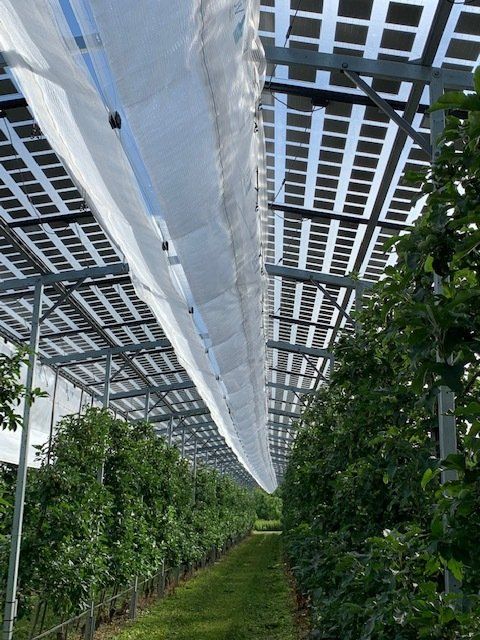 Äpfel, Akzeptanz, Anlagendesign, aufgeständerte Unterkonstruktion, Bewirtschaftung, Di-rektvermarktung, doppelte Landnutzung, Dürreschäden, Eigenstromverbrauch, Energie-wende, Ertragsprognose, Flächendruck, Flächeneffizienz, Folienüberdachung, Frostschä-den, Genehmigungsprozesse, Hagelschäden, Hagelschutznetze, intensive Ackerkulturen, Klimawandel, Landschaftsästhetik, Landschaftsattraktivität, Landschaftsschutz, landwirt-schaftliche Hauptnutzung, Lichtverfügbarkeit, Marktfähigkeit, Naturschutz, Fotosynthese, Pilotanlagen, privilegierte Vorhaben, ressourceneffiziente Landnutzung, Semitransparent, Sonnenbrand, Starkregen, Strombörse, Synergetische Integration, Tracker, Wasserma-nagement, Wasserverfügbarkeit, zusätzliche Solarstromproduktion, zusätzliches Einkom-men, EEG-Förderung, Ertragssteigerungen, Beeren, Wein, Gemüse, Modulbreite, Bilanz-kreis, Ackerkulturen, Gesamtproduktivität, anzulegender Wert, dienende Funktion, Netzbe-treiber, Ernteausfälle, zusätzliche Einkommensquelle, Reihenabstand, gartenbauliche, Kul-turen, Sonderkulturen, lichte Höhe, überragendes öffentliches, Interesse, Rammung, Er-zeugungsprognose, Überschusseinspeisung, Marktpreis, Neigungswinkel, Wechselrichter, Fernsteuerbarkeit, Bodenversiegelung, fixe Einspeisevergütung, Marktprämie, Flächen-druck, PV, Photovoltaik, Solar, PV-Anlage, Photovoltaik-Anlage, Photovoltaik Anlage, Ag-riPV, AgriPV, Agrar-PV, Agrar-PV, Agrar-Photovoltaik, Agrar Photovoltaik, Module, Unter-konstruktion, Landwirtschaft, Land, grün, Bauern, Obstanbau, Obst, Energie, erneuerbare Energie, PV, Carports, Tracker, geführt, statisch, Deutschland, PV-Firma, PV Firma, Agrar, Pflanzenkultur, Himbeere, Wein, Obst, Apfel
