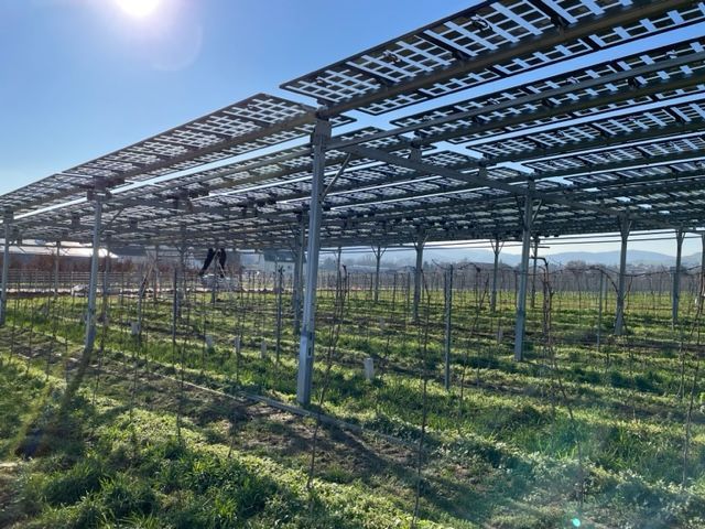 Äpfel, Akzeptanz, Anlagendesign, aufgeständerte Unterkonstruktion, Bewirtschaf-tung, Direktvermarktung, doppelte Landnutzung, Dürreschäden, Eigenstromver-brauch, Energiewende, Ertragsprognose, Flächendruck, Flächeneffizienz, Folienüber-dachung, Frostschäden, Genehmigungsprozesse, Hagelschäden, Hagelschutznetze, intensive Ackerkulturen, Klimawandel, Landschaftsästhetik, Landschaftsattraktivität, Landschaftsschutz, landwirtschaftliche Hauptnutzung, Lichtverfügbarkeit, Marktfähig-keit, Naturschutz, Fotosynthese, Pilotanlagen, privilegierte Vorhaben, ressourceneffi-ziente Landnutzung, Semitransparent, Sonnenbrand, Starkregen, Strombörse, Syner-getische Integration, Tracker, Wassermanagement, Wasserverfügbarkeit, zusätzliche Solarstromproduktion, zusätzliches Einkommen, EEG-Förderung, Ertragssteigerungen, Beeren, Wein, Gemüse, Modulbreite, Bilanzkreis, Ackerkulturen, Gesamtproduktivität, anzulegender Wert, dienende Funktion, Netzbetreiber, Ernteausfälle, zusätzliche Ein-kommensquelle, Reihenabstand, gartenbauliche, Kulturen, Sonderkulturen, lichte Hö-he, überragendes öffentliches, Interesse, Rammung, Erzeugungsprognose, Über-schusseinspeisung, Marktpreis, Neigungswinkel, Wechselrichter, Fernsteuerbarkeit, Bodenversiegelung, fixe Einspeisevergütung, Marktprämie, Flächendruck, PV, Photo-voltaik, Solar, PV-Anlage, Photovoltaik-Anlage, Photovoltaik Anlage, AgriPV, AgriPV, Agrar-PV, Agrar-PV, Agrar-Photovoltaik, Agrar Photovoltaik, Module, Unterkonstrukti-on, Landwirtschaft, Land, grün, Bauern, Obstanbau, Obst, Energie, erneuerbare Ener-gie, PV, Carports, Tracker, geführt, statisch, Deutschland, PV-Firma, PV Firma, Agrar, Pflanzenkultur, Himbeere, Wein, Obst, Apfel