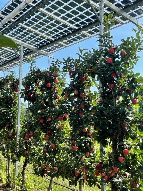 Äpfel, Akzeptanz, Anlagendesign, aufgeständerte Unterkonstruktion, Bewirtschaf-tung, Direktvermarktung, doppelte Landnutzung, Dürreschäden, Eigenstromver-brauch, Energiewende, Ertragsprognose, Flächendruck, Flächeneffizienz, Folienüber-dachung, Frostschäden, Genehmigungsprozesse, Hagelschäden, Hagelschutznetze, intensive Ackerkulturen, Klimawandel, Landschaftsästhetik, Landschaftsattraktivität, Landschaftsschutz, landwirtschaftliche Hauptnutzung, Lichtverfügbarkeit, Marktfähig-keit, Naturschutz, Fotosynthese, Pilotanlagen, privilegierte Vorhaben, ressourceneffi-ziente Landnutzung, Semitransparent, Sonnenbrand, Starkregen, Strombörse, Syner-getische Integration, Tracker, Wassermanagement, Wasserverfügbarkeit, zusätzliche Solarstromproduktion, zusätzliches Einkommen, EEG-Förderung, Ertragssteigerungen, Beeren, Wein, Gemüse, Modulbreite, Bilanzkreis, Ackerkulturen, Gesamtproduktivität, anzulegender Wert, dienende Funktion, Netzbetreiber, Ernteausfälle, zusätzliche Ein-kommensquelle, Reihenabstand, gartenbauliche, Kulturen, Sonderkulturen, lichte Hö-he, überragendes öffentliches, Interesse, Rammung, Erzeugungsprognose, Über-schusseinspeisung, Marktpreis, Neigungswinkel, Wechselrichter, Fernsteuerbarkeit, Bodenversiegelung, fixe Einspeisevergütung, Marktprämie, Flächendruck, PV, Photo-voltaik, Solar, PV-Anlage, Photovoltaik-Anlage, Photovoltaik Anlage, AgriPV, AgriPV, Agrar-PV, Agrar-PV, Agrar-Photovoltaik, Agrar Photovoltaik, Module, Unterkonstrukti-on, Landwirtschaft, Land, grün, Bauern, Obstanbau, Obst, Energie, erneuerbare Ener-gie, PV, Carports, Tracker, geführt, statisch, Deutschland, PV-Firma, PV Firma, Agrar, Pflanzenkultur, Himbeere, Wein, Obst, Apfel