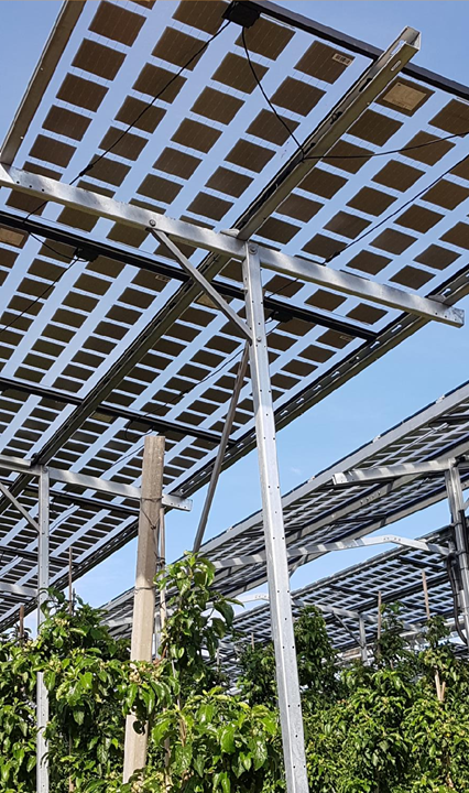 Äpfel, Akzeptanz, Anlagendesign, aufgeständerte Unterkonstruktion, Bewirtschaftung, Di-rektvermarktung, doppelte Landnutzung, Dürreschäden, Eigenstromverbrauch, Energie-wende, Ertragsprognose, Flächendruck, Flächeneffizienz, Folienüberdachung, Frostschä-den, Genehmigungsprozesse, Hagelschäden, Hagelschutznetze, intensive Ackerkulturen, Klimawandel, Landschaftsästhetik, Landschaftsattraktivität, Landschaftsschutz, landwirt-schaftliche Hauptnutzung, Lichtverfügbarkeit, Marktfähigkeit, Naturschutz, Fotosynthese, Pilotanlagen, privilegierte Vorhaben, ressourceneffiziente Landnutzung, Semitransparent, Sonnenbrand, Starkregen, Strombörse, Synergetische Integration, Tracker, Wasserma-nagement, Wasserverfügbarkeit, zusätzliche Solarstromproduktion, zusätzliches Einkom-men, EEG-Förderung, Ertragssteigerungen, Beeren, Wein, Gemüse, Modulbreite, Bilanz-kreis, Ackerkulturen, Gesamtproduktivität, anzulegender Wert, dienende Funktion, Netzbe-treiber, Ernteausfälle, zusätzliche Einkommensquelle, Reihenabstand, gartenbauliche, Kul-turen, Sonderkulturen, lichte Höhe, überragendes öffentliches, Interesse, Rammung, Er-zeugungsprognose, Überschusseinspeisung, Marktpreis, Neigungswinkel, Wechselrichter, Fernsteuerbarkeit, Bodenversiegelung, fixe Einspeisevergütung, Marktprämie, Flächen-druck, PV, Photovoltaik, Solar, PV-Anlage, Photovoltaik-Anlage, Photovoltaik Anlage, Ag-riPV, AgriPV, Agrar-PV, Agrar-PV, Agrar-Photovoltaik, Agrar Photovoltaik, Module, Unter-konstruktion, Landwirtschaft, Land, grün, Bauern, Obstanbau, Obst, Energie, erneuerbare Energie, PV, Carports, Tracker, geführt, statisch, Deutschland, PV-Firma, PV Firma, Agrar, Pflanzenkultur, Himbeere, Wein, Obst, Apfel