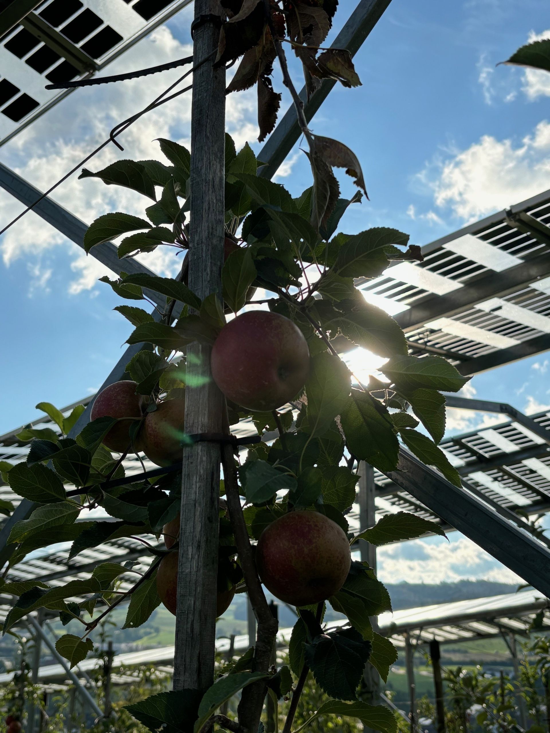 Äpfel, Akzeptanz, Anlagendesign, aufgeständerte Unterkonstruktion, Bewirtschaftung, Di-rektvermarktung, doppelte Landnutzung, Dürreschäden, Eigenstromverbrauch, Energie-wende, Ertragsprognose, Flächendruck, Flächeneffizienz, Folienüberdachung, Frostschä-den, Genehmigungsprozesse, Hagelschäden, Hagelschutznetze, intensive Ackerkulturen, Klimawandel, Landschaftsästhetik, Landschaftsattraktivität, Landschaftsschutz, landwirt-schaftliche Hauptnutzung, Lichtverfügbarkeit, Marktfähigkeit, Naturschutz, Fotosynthese, Pilotanlagen, privilegierte Vorhaben, ressourceneffiziente Landnutzung, Semitransparent, Sonnenbrand, Starkregen, Strombörse, Synergetische Integration, Tracker, Wasserma-nagement, Wasserverfügbarkeit, zusätzliche Solarstromproduktion, zusätzliches Einkom-men, EEG-Förderung, Ertragssteigerungen, Beeren, Wein, Gemüse, Modulbreite, Bilanz-kreis, Ackerkulturen, Gesamtproduktivität, anzulegender Wert, dienende Funktion, Netzbe-treiber, Ernteausfälle, zusätzliche Einkommensquelle, Reihenabstand, gartenbauliche, Kul-turen, Sonderkulturen, lichte Höhe, überragendes öffentliches, Interesse, Rammung, Er-zeugungsprognose, Überschusseinspeisung, Marktpreis, Neigungswinkel, Wechselrichter, Fernsteuerbarkeit, Bodenversiegelung, fixe Einspeisevergütung, Marktprämie, Flächen-druck, PV, Photovoltaik, Solar, PV-Anlage, Photovoltaik-Anlage, Photovoltaik Anlage, Ag-riPV, AgriPV, Agrar-PV, Agrar-PV, Agrar-Photovoltaik, Agrar Photovoltaik, Module, Unter-konstruktion, Landwirtschaft, Land, grün, Bauern, Obstanbau, Obst, Energie, erneuerbare Energie, PV, Carports, Tracker, geführt, statisch, Deutschland, PV-Firma, PV Firma, Agrar, Pflanzenkultur, Himbeere, Wein, Obst, Apfel