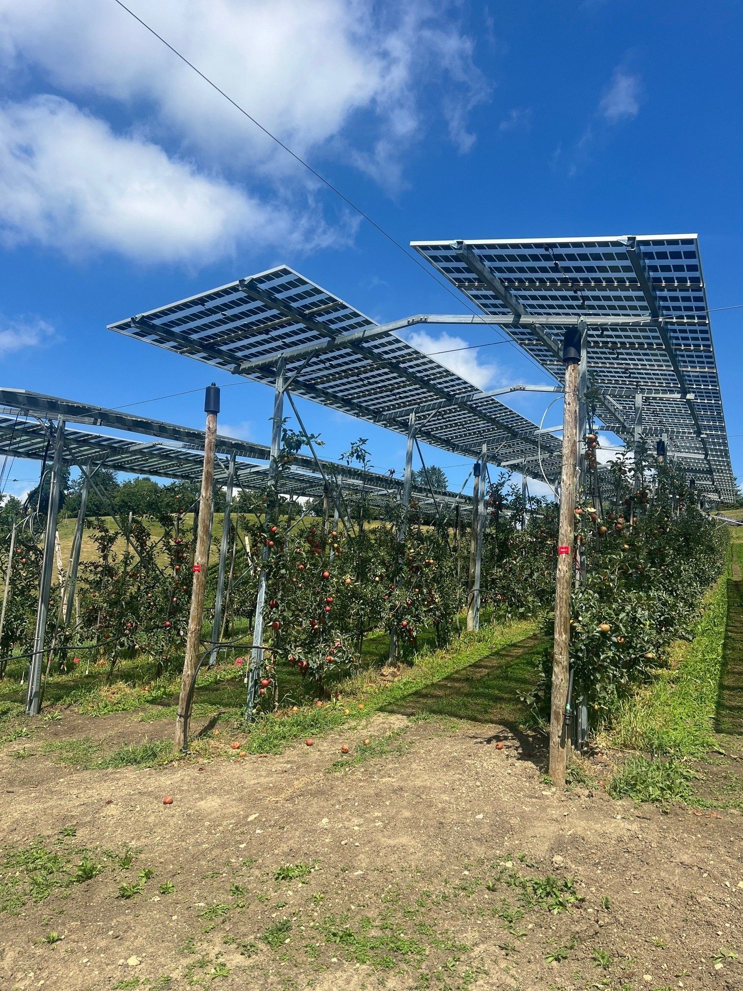 Äpfel, Akzeptanz, Anlagendesign, aufgeständerte Unterkonstruktion, Bewirtschaftung, Di-rektvermarktung, doppelte Landnutzung, Dürreschäden, Eigenstromverbrauch, Energie-wende, Ertragsprognose, Flächendruck, Flächeneffizienz, Folienüberdachung, Frostschä-den, Genehmigungsprozesse, Hagelschäden, Hagelschutznetze, intensive Ackerkulturen, Klimawandel, Landschaftsästhetik, Landschaftsattraktivität, Landschaftsschutz, landwirt-schaftliche Hauptnutzung, Lichtverfügbarkeit, Marktfähigkeit, Naturschutz, Fotosynthese, Pilotanlagen, privilegierte Vorhaben, ressourceneffiziente Landnutzung, Semitransparent, Sonnenbrand, Starkregen, Strombörse, Synergetische Integration, Tracker, Wasserma-nagement, Wasserverfügbarkeit, zusätzliche Solarstromproduktion, zusätzliches Einkom-men, EEG-Förderung, Ertragssteigerungen, Beeren, Wein, Gemüse, Modulbreite, Bilanz-kreis, Ackerkulturen, Gesamtproduktivität, anzulegender Wert, dienende Funktion, Netzbe-treiber, Ernteausfälle, zusätzliche Einkommensquelle, Reihenabstand, gartenbauliche, Kul-turen, Sonderkulturen, lichte Höhe, überragendes öffentliches, Interesse, Rammung, Er-zeugungsprognose, Überschusseinspeisung, Marktpreis, Neigungswinkel, Wechselrichter, Fernsteuerbarkeit, Bodenversiegelung, fixe Einspeisevergütung, Marktprämie, Flächen-druck, PV, Photovoltaik, Solar, PV-Anlage, Photovoltaik-Anlage, Photovoltaik Anlage, Ag-riPV, AgriPV, Agrar-PV, Agrar-PV, Agrar-Photovoltaik, Agrar Photovoltaik, Module, Unter-konstruktion, Landwirtschaft, Land, grün, Bauern, Obstanbau, Obst, Energie, erneuerbare Energie, PV, Carports, Tracker, geführt, statisch, Deutschland, PV-Firma, PV Firma, Agrar, Pflanzenkultur, Himbeere, Wein, Obst, Apfel