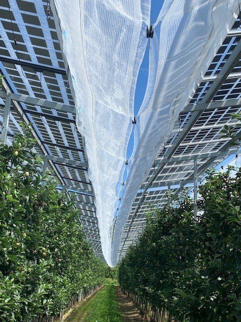 Äpfel, Akzeptanz, Anlagendesign, aufgeständerte Unterkonstruktion, Bewirtschaf-tung, Direktvermarktung, doppelte Landnutzung, Dürreschäden, Eigenstromver-brauch, Energiewende, Ertragsprognose, Flächendruck, Flächeneffizienz, Folienüber-dachung, Frostschäden, Genehmigungsprozesse, Hagelschäden, Hagelschutznetze, intensive Ackerkulturen, Klimawandel, Landschaftsästhetik, Landschaftsattraktivität, Landschaftsschutz, landwirtschaftliche Hauptnutzung, Lichtverfügbarkeit, Marktfähig-keit, Naturschutz, Fotosynthese, Pilotanlagen, privilegierte Vorhaben, ressourceneffi-ziente Landnutzung, Semitransparent, Sonnenbrand, Starkregen, Strombörse, Syner-getische Integration, Tracker, Wassermanagement, Wasserverfügbarkeit, zusätzliche Solarstromproduktion, zusätzliches Einkommen, EEG-Förderung, Ertragssteigerungen, Beeren, Wein, Gemüse, Modulbreite, Bilanzkreis, Ackerkulturen, Gesamtproduktivität, anzulegender Wert, dienende Funktion, Netzbetreiber, Ernteausfälle, zusätzliche Ein-kommensquelle, Reihenabstand, gartenbauliche, Kulturen, Sonderkulturen, lichte Hö-he, überragendes öffentliches, Interesse, Rammung, Erzeugungsprognose, Über-schusseinspeisung, Marktpreis, Neigungswinkel, Wechselrichter, Fernsteuerbarkeit, Bodenversiegelung, fixe Einspeisevergütung, Marktprämie, Flächendruck, PV, Photo-voltaik, Solar, PV-Anlage, Photovoltaik-Anlage, Photovoltaik Anlage, AgriPV, AgriPV, Agrar-PV, Agrar-PV, Agrar-Photovoltaik, Agrar Photovoltaik, Module, Unterkonstrukti-on, Landwirtschaft, Land, grün, Bauern, Obstanbau, Obst, Energie, erneuerbare Ener-gie, PV, Carports, Tracker, geführt, statisch, Deutschland, PV-Firma, PV Firma, Agrar, Pflanzenkultur, Himbeere, Wein, Obst, Apfel