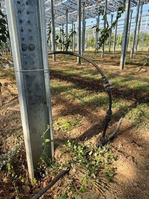 Äpfel, Akzeptanz, Anlagendesign, aufgeständerte Unterkonstruktion, Bewirtschaf-tung, Direktvermarktung, doppelte Landnutzung, Dürreschäden, Eigenstromver-brauch, Energiewende, Ertragsprognose, Flächendruck, Flächeneffizienz, Folienüber-dachung, Frostschäden, Genehmigungsprozesse, Hagelschäden, Hagelschutznetze, intensive Ackerkulturen, Klimawandel, Landschaftsästhetik, Landschaftsattraktivität, Landschaftsschutz, landwirtschaftliche Hauptnutzung, Lichtverfügbarkeit, Marktfähig-keit, Naturschutz, Fotosynthese, Pilotanlagen, privilegierte Vorhaben, ressourceneffi-ziente Landnutzung, Semitransparent, Sonnenbrand, Starkregen, Strombörse, Syner-getische Integration, Tracker, Wassermanagement, Wasserverfügbarkeit, zusätzliche Solarstromproduktion, zusätzliches Einkommen, EEG-Förderung, Ertragssteigerungen, Beeren, Wein, Gemüse, Modulbreite, Bilanzkreis, Ackerkulturen, Gesamtproduktivität, anzulegender Wert, dienende Funktion, Netzbetreiber, Ernteausfälle, zusätzliche Ein-kommensquelle, Reihenabstand, gartenbauliche, Kulturen, Sonderkulturen, lichte Hö-he, überragendes öffentliches, Interesse, Rammung, Erzeugungsprognose, Über-schusseinspeisung, Marktpreis, Neigungswinkel, Wechselrichter, Fernsteuerbarkeit, Bodenversiegelung, fixe Einspeisevergütung, Marktprämie, Flächendruck, PV, Photo-voltaik, Solar, PV-Anlage, Photovoltaik-Anlage, Photovoltaik Anlage, AgriPV, AgriPV, Agrar-PV, Agrar-PV, Agrar-Photovoltaik, Agrar Photovoltaik, Module, Unterkonstrukti-on, Landwirtschaft, Land, grün, Bauern, Obstanbau, Obst, Energie, erneuerbare Ener-gie, PV, Carports, Tracker, geführt, statisch, Deutschland, PV-Firma, PV Firma, Agrar, Pflanzenkultur, Himbeere, Wein, Obst, Apfel