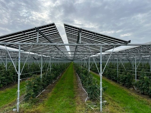 Erdbeeren unter AgriPV