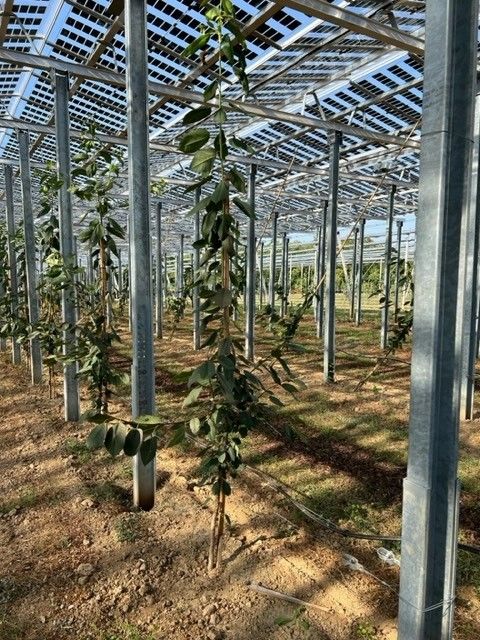 Äpfel, Akzeptanz, Anlagendesign, aufgeständerte Unterkonstruktion, Bewirtschaf-tung, Direktvermarktung, doppelte Landnutzung, Dürreschäden, Eigenstromver-brauch, Energiewende, Ertragsprognose, Flächendruck, Flächeneffizienz, Folienüber-dachung, Frostschäden, Genehmigungsprozesse, Hagelschäden, Hagelschutznetze, intensive Ackerkulturen, Klimawandel, Landschaftsästhetik, Landschaftsattraktivität, Landschaftsschutz, landwirtschaftliche Hauptnutzung, Lichtverfügbarkeit, Marktfähig-keit, Naturschutz, Fotosynthese, Pilotanlagen, privilegierte Vorhaben, ressourceneffi-ziente Landnutzung, Semitransparent, Sonnenbrand, Starkregen, Strombörse, Syner-getische Integration, Tracker, Wassermanagement, Wasserverfügbarkeit, zusätzliche Solarstromproduktion, zusätzliches Einkommen, EEG-Förderung, Ertragssteigerungen, Beeren, Wein, Gemüse, Modulbreite, Bilanzkreis, Ackerkulturen, Gesamtproduktivität, anzulegender Wert, dienende Funktion, Netzbetreiber, Ernteausfälle, zusätzliche Ein-kommensquelle, Reihenabstand, gartenbauliche, Kulturen, Sonderkulturen, lichte Hö-he, überragendes öffentliches, Interesse, Rammung, Erzeugungsprognose, Über-schusseinspeisung, Marktpreis, Neigungswinkel, Wechselrichter, Fernsteuerbarkeit, Bodenversiegelung, fixe Einspeisevergütung, Marktprämie, Flächendruck, PV, Photo-voltaik, Solar, PV-Anlage, Photovoltaik-Anlage, Photovoltaik Anlage, AgriPV, AgriPV, Agrar-PV, Agrar-PV, Agrar-Photovoltaik, Agrar Photovoltaik, Module, Unterkonstrukti-on, Landwirtschaft, Land, grün, Bauern, Obstanbau, Obst, Energie, erneuerbare Ener-gie, PV, Carports, Tracker, geführt, statisch, Deutschland, PV-Firma, PV Firma, Agrar, Pflanzenkultur, Himbeere, Wein, Obst, Apfel