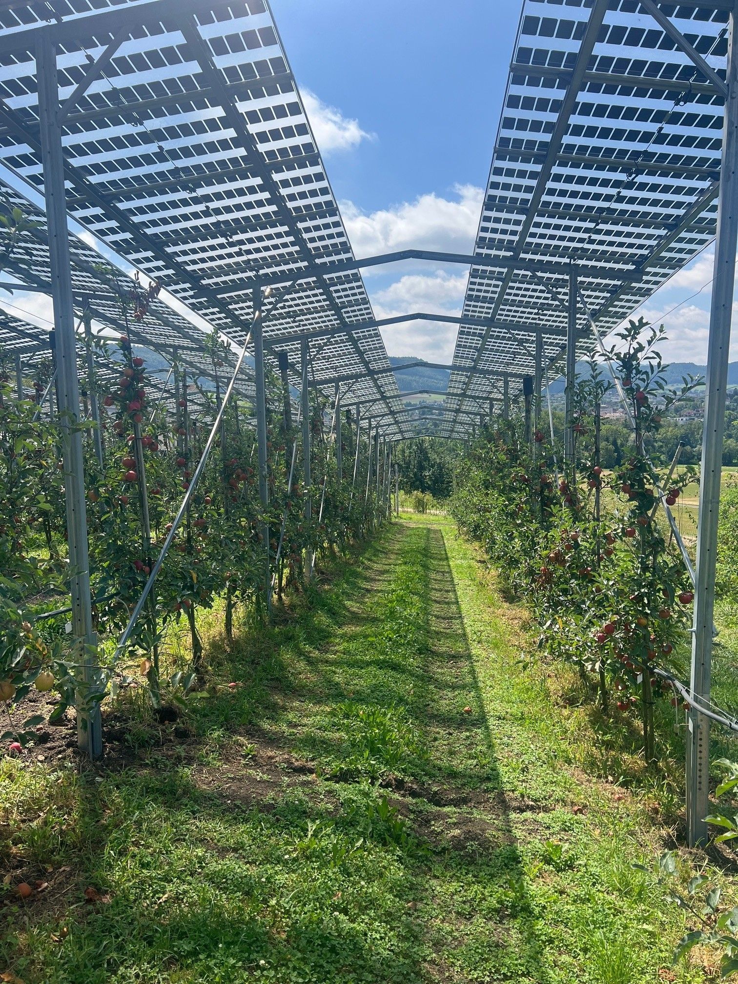 Äpfel, Akzeptanz, Anlagendesign, aufgeständerte Unterkonstruktion, Bewirtschaftung, Di-rektvermarktung, doppelte Landnutzung, Dürreschäden, Eigenstromverbrauch, Energie-wende, Ertragsprognose, Flächendruck, Flächeneffizienz, Folienüberdachung, Frostschä-den, Genehmigungsprozesse, Hagelschäden, Hagelschutznetze, intensive Ackerkulturen, Klimawandel, Landschaftsästhetik, Landschaftsattraktivität, Landschaftsschutz, landwirt-schaftliche Hauptnutzung, Lichtverfügbarkeit, Marktfähigkeit, Naturschutz, Fotosynthese, Pilotanlagen, privilegierte Vorhaben, ressourceneffiziente Landnutzung, Semitransparent, Sonnenbrand, Starkregen, Strombörse, Synergetische Integration, Tracker, Wasserma-nagement, Wasserverfügbarkeit, zusätzliche Solarstromproduktion, zusätzliches Einkom-men, EEG-Förderung, Ertragssteigerungen, Beeren, Wein, Gemüse, Modulbreite, Bilanz-kreis, Ackerkulturen, Gesamtproduktivität, anzulegender Wert, dienende Funktion, Netzbe-treiber, Ernteausfälle, zusätzliche Einkommensquelle, Reihenabstand, gartenbauliche, Kul-turen, Sonderkulturen, lichte Höhe, überragendes öffentliches, Interesse, Rammung, Er-zeugungsprognose, Überschusseinspeisung, Marktpreis, Neigungswinkel, Wechselrichter, Fernsteuerbarkeit, Bodenversiegelung, fixe Einspeisevergütung, Marktprämie, Flächen-druck, PV, Photovoltaik, Solar, PV-Anlage, Photovoltaik-Anlage, Photovoltaik Anlage, Ag-riPV, AgriPV, Agrar-PV, Agrar-PV, Agrar-Photovoltaik, Agrar Photovoltaik, Module, Unter-konstruktion, Landwirtschaft, Land, grün, Bauern, Obstanbau, Obst, Energie, erneuerbare Energie, PV, Carports, Tracker, geführt, statisch, Deutschland, PV-Firma, PV Firma, Agrar, Pflanzenkultur, Himbeere, Wein, Obst, Apfel