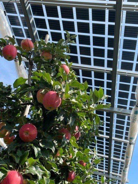 Äpfel, Akzeptanz, Anlagendesign, aufgeständerte Unterkonstruktion, Bewirtschaf-tung, Direktvermarktung, doppelte Landnutzung, Dürreschäden, Eigenstromver-brauch, Energiewende, Ertragsprognose, Flächendruck, Flächeneffizienz, Folienüber-dachung, Frostschäden, Genehmigungsprozesse, Hagelschäden, Hagelschutznetze, intensive Ackerkulturen, Klimawandel, Landschaftsästhetik, Landschaftsattraktivität, Landschaftsschutz, landwirtschaftliche Hauptnutzung, Lichtverfügbarkeit, Marktfähig-keit, Naturschutz, Fotosynthese, Pilotanlagen, privilegierte Vorhaben, ressourceneffi-ziente Landnutzung, Semitransparent, Sonnenbrand, Starkregen, Strombörse, Syner-getische Integration, Tracker, Wassermanagement, Wasserverfügbarkeit, zusätzliche Solarstromproduktion, zusätzliches Einkommen, EEG-Förderung, Ertragssteigerungen, Beeren, Wein, Gemüse, Modulbreite, Bilanzkreis, Ackerkulturen, Gesamtproduktivität, anzulegender Wert, dienende Funktion, Netzbetreiber, Ernteausfälle, zusätzliche Ein-kommensquelle, Reihenabstand, gartenbauliche, Kulturen, Sonderkulturen, lichte Hö-he, überragendes öffentliches, Interesse, Rammung, Erzeugungsprognose, Über-schusseinspeisung, Marktpreis, Neigungswinkel, Wechselrichter, Fernsteuerbarkeit, Bodenversiegelung, fixe Einspeisevergütung, Marktprämie, Flächendruck, PV, Photo-voltaik, Solar, PV-Anlage, Photovoltaik-Anlage, Photovoltaik Anlage, AgriPV, AgriPV, Agrar-PV, Agrar-PV, Agrar-Photovoltaik, Agrar Photovoltaik, Module, Unterkonstrukti-on, Landwirtschaft, Land, grün, Bauern, Obstanbau, Obst, Energie, erneuerbare Ener-gie, PV, Carports, Tracker, geführt, statisch, Deutschland, PV-Firma, PV Firma, Agrar, Pflanzenkultur, Himbeere, Wein, Obst, Apfel